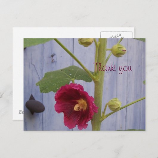 Honeysuccle danken Ihnen Postkarte (Vorne/Hinten)