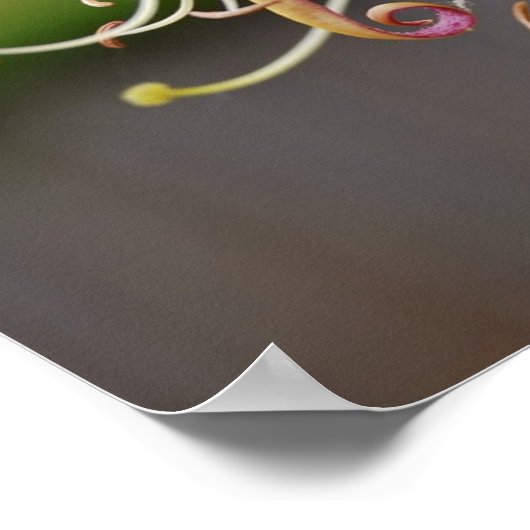 Honeysuckle [Art Print] Poster (Ecke)