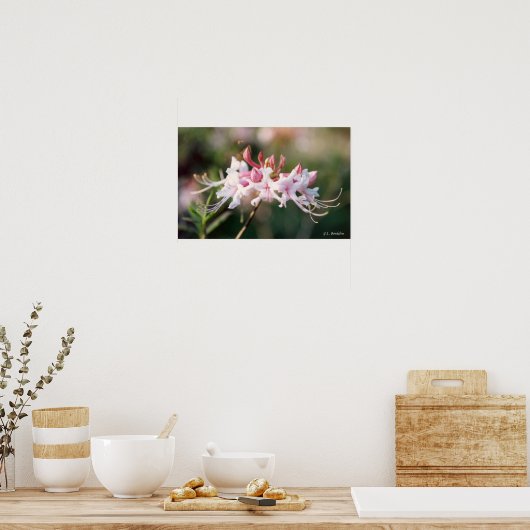 Honeysuckle Azalea Wildblume Poster (Küche)