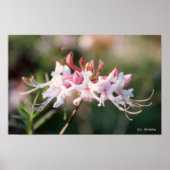 Honeysuckle Azalea Wildblume Poster (Vorne)