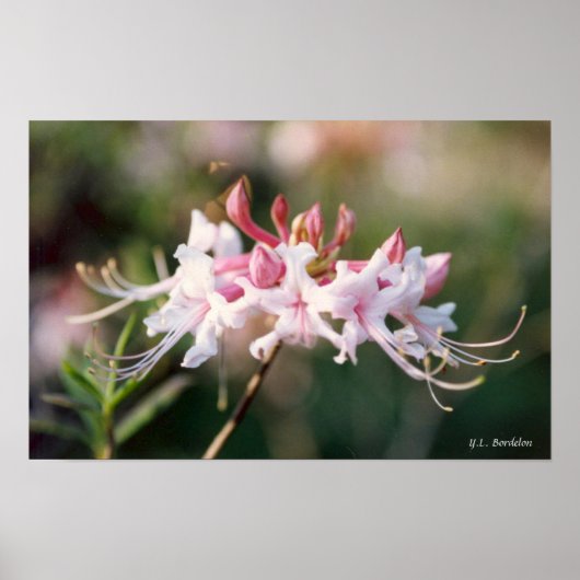 Honeysuckle Azalea Wildblume Poster (Vorne)