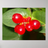 Honeysuckle Berries Poster (Vorne)