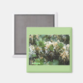 Honeysuckle Blooms Magnet (Vorderseite/Rückseite)