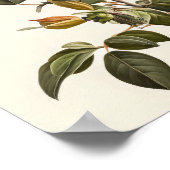 Honeysuckle Blume Art Print Poster (Ecke)