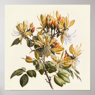 Honeysuckle Blume Art Print Poster