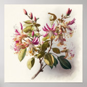 Honeysuckle Blume Art Print Poster (Vorne)