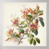 Honeysuckle Blume Art Print Poster (Vorne)