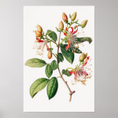 Honeysuckle Blume Art Print Poster (Vorne)