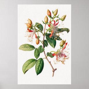 Honeysuckle Blume Art Print Poster