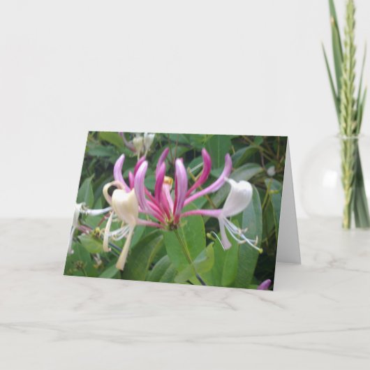 Honeysuckle Blume Card Karte (Vorderseite)