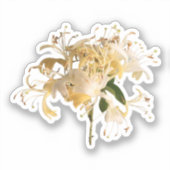 Honeysuckle-Blume \ Juni Geburtshaus-Blume Aufkleber (Vorderseite)