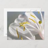 Honeysuckle Blume Postkarte (Vorne/Hinten)