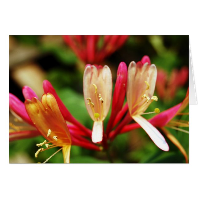 Honeysuckle Card (Vorderseite (Horizontal))