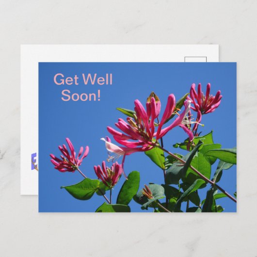 Honeysuckle -Get Well bald on-Postcard Postkarte (Vorne/Hinten)