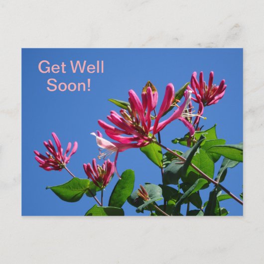 Honeysuckle -Get Well bald on-Postcard Postkarte (Vorderseite)
