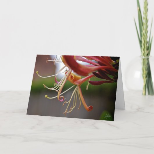 Honeysuckle [Grußkarte] Karte (Vorderseite)