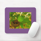 Honeysuckle Hummingbird Nest Mousepad (Mit Mouse)