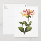 Honeysuckle(Lonicera sp.) von Redouté Postkarte (Vorne/Hinten)