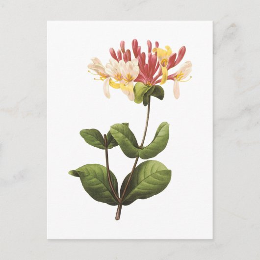 Honeysuckle(Lonicera sp.) von Redouté Postkarte (Vorderseite)