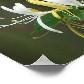 Honeysuckle Poster (Ecke)