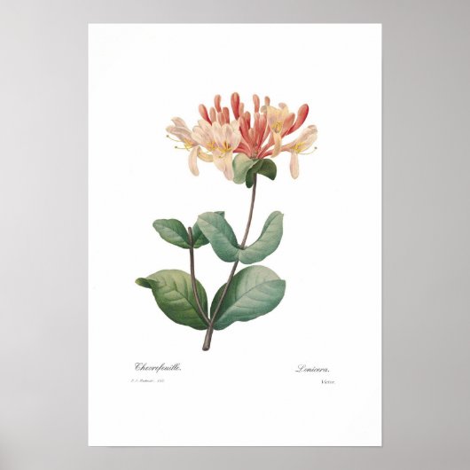 Honeysuckle Poster (Vorne)
