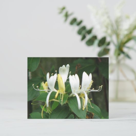 Honeysuckle Postkarte (Stehend Vorderseite)