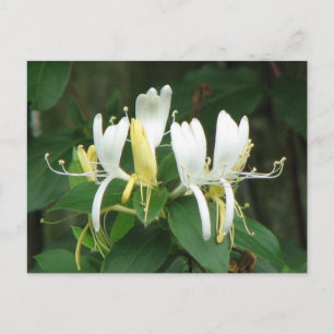 Honeysuckle Postkarte