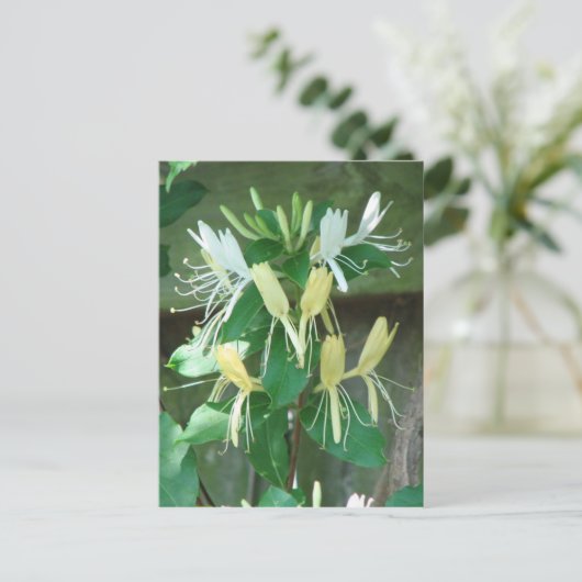 Honeysuckle Postkarte (Stehend Vorderseite)