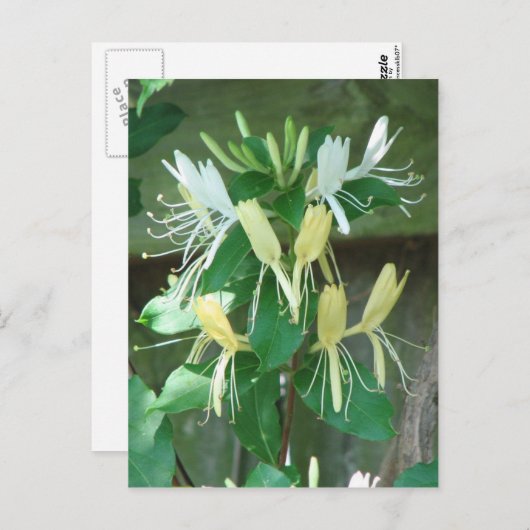 Honeysuckle Postkarte (Vorne/Hinten)