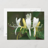 Honeysuckle Postkarte (Vorne/Hinten)