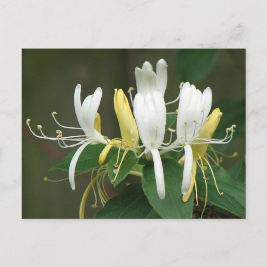 Honeysuckle Postkarte (Vorderseite)