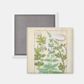 Honeysuckle, Sage und Rose Magnet (Vorderseite/Rückseite)