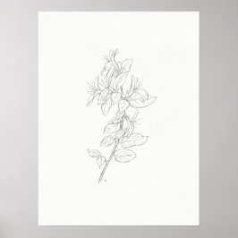 Honeysuckle Sketch Art Print Poster