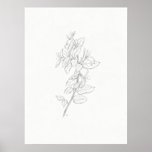 Honeysuckle Sketch Art Print Poster