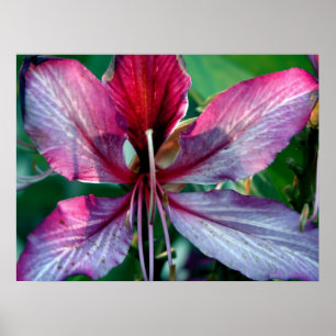 Hong- Kongorchideenbaum-Blume Poster