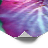 Hongkong Orchid Tree Blume Poster (Ecke)