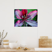 Hongkong Orchid Tree Blume Poster (Küche)