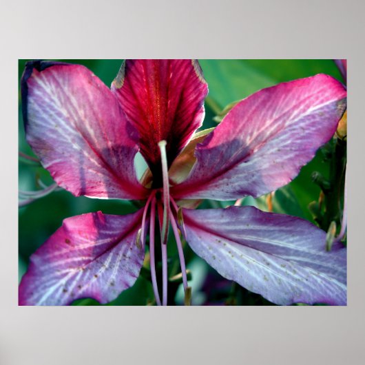 Hongkong Orchid Tree Blume Poster (Vorne)