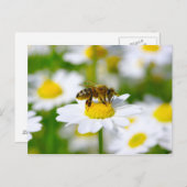 Honig-Biene auf Gänseblümchen Postkarte (Vorne/Hinten)