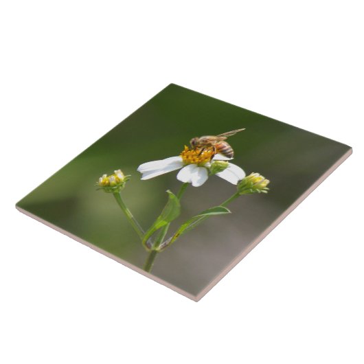 Honig-Biene auf weißer Blume Fliese (Seite)