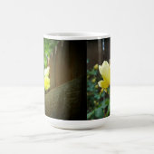 Honig-Biene, die gelbe Rosen-Hecke bestäubt Kaffeetasse (Mittel)