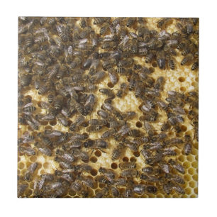 Honig-Bienen überall Fliese