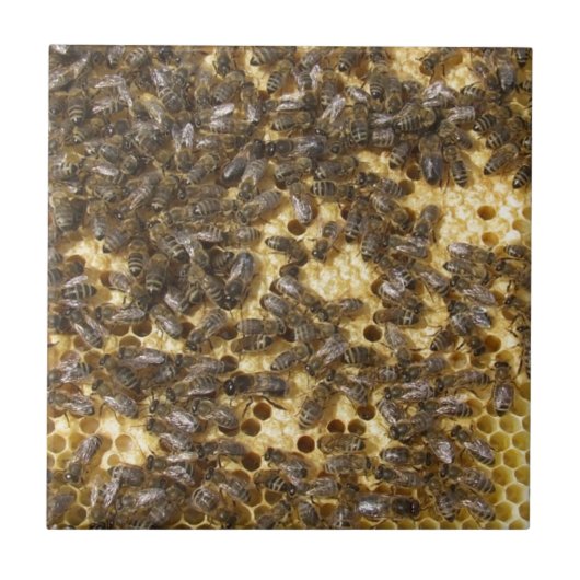 Honig-Bienen überall Fliese (Vorderseite)