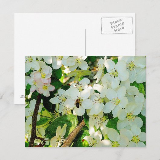 Honig machen postkarte (Vorne/Hinten)