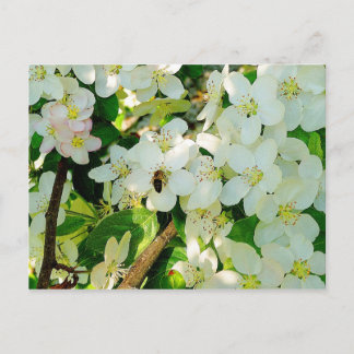 Honig machen postkarte