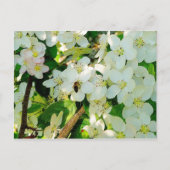 Honig machen postkarte (Vorderseite)