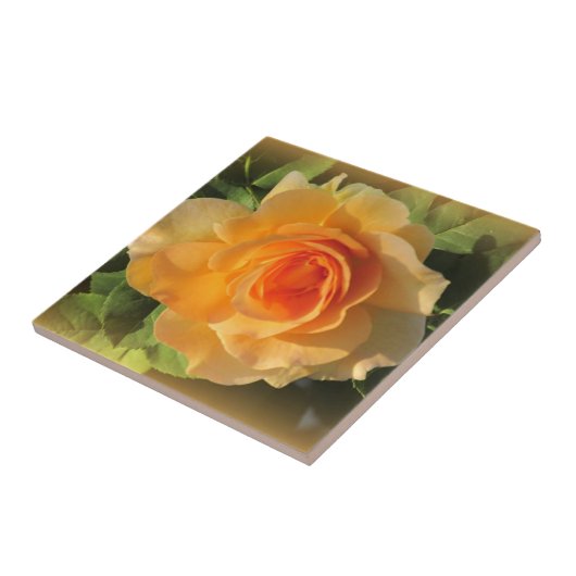 Honig-Parfüm-Rose Fliese (Seite)