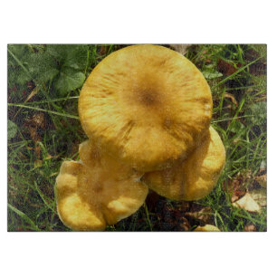 Honig-Pilz-Pilz-hackendes Glasbrett Schneidebrett