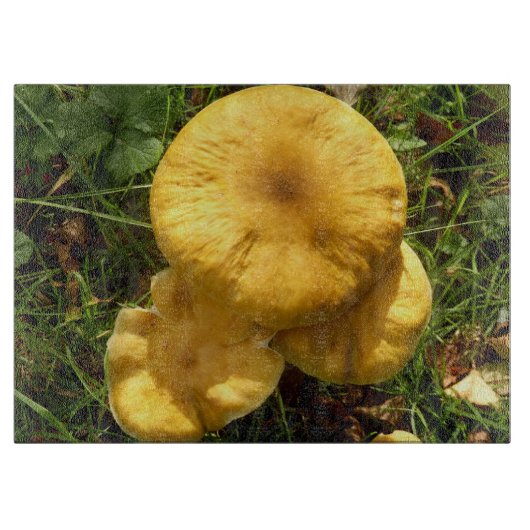 Honig-Pilz-Pilz-hackendes Glasbrett Schneidebrett (Vorderseite)