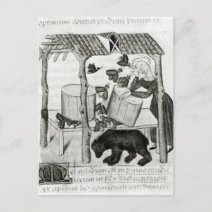 Honig sammeln postkarte